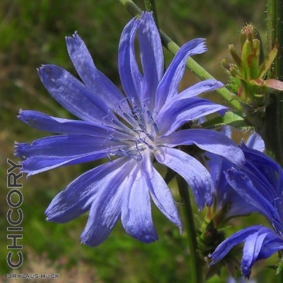 Bild Bachblüte Nr. 8 Chicory