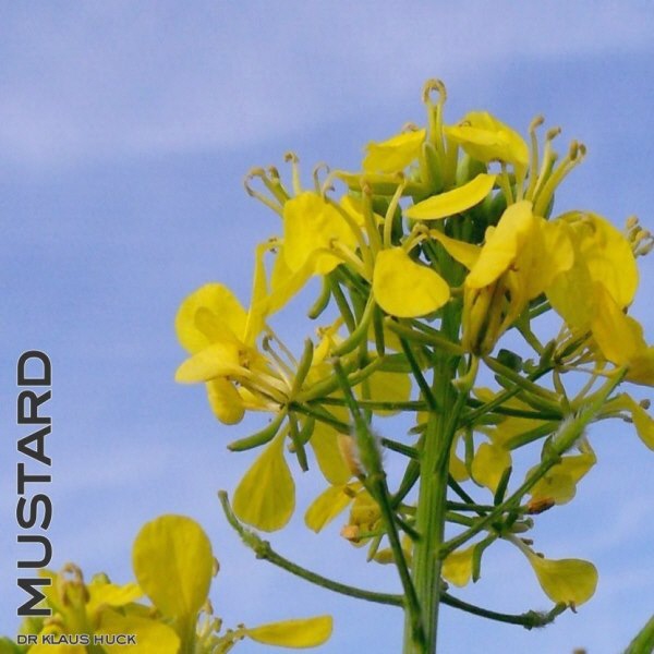 shop grafik foto bild bachblüte mustard
